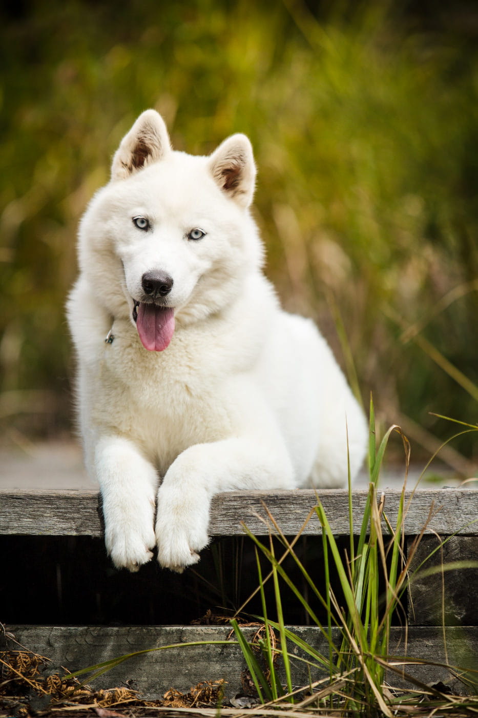 Frankie at Quakers Hat Reserve